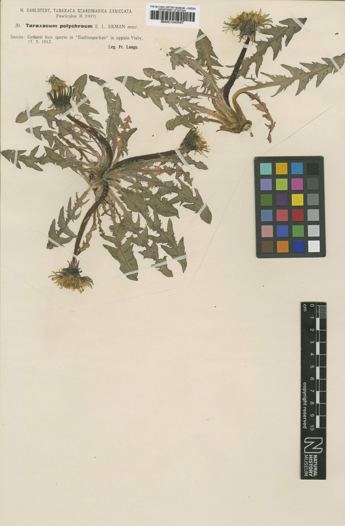 To NHMUK collection (Taraxacum polychroum Ekman ex Lange; Type; NHMUK:ecatalogue:2201142)
