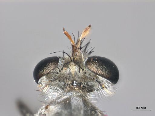 Anypodetus unicolor Oldroyd, 1974 - 013445842_dorsal_head