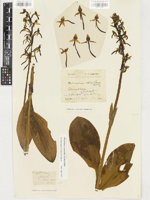 Platanthera chlorantha (Custer) Rchb. - BM001117984