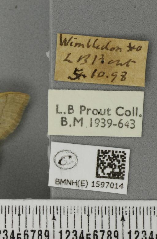 Idaea straminata ab. rufescens Cockayne, 1952 - BMNHE_1597014_label_299017