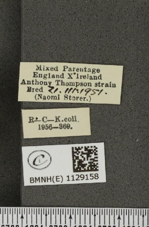 Pieris napi ab. subtus-confluens Kautz, 1943 - BMNHE_1129158_label_81828