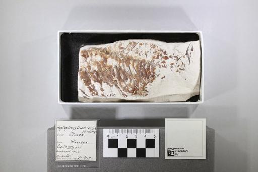 Hoplopteryx lewesiensis (Mantell, 1822) - 010299621_L010092185