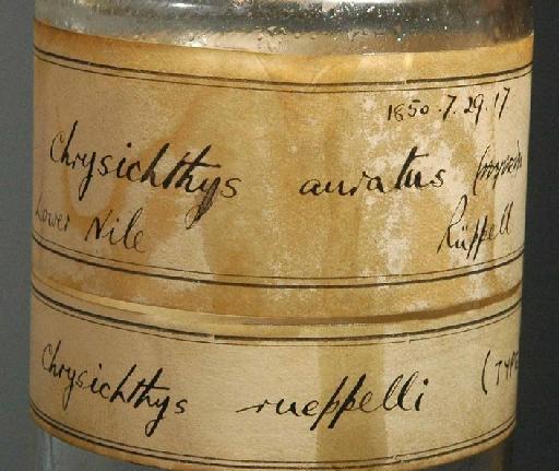 Chrysichthys rueppelli Boulenger, 1907 - 1850.7.29.17; Chrysichthys rueppelli; image of jar label; ACSI project image