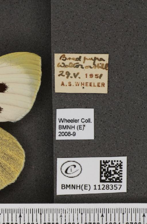 Pieris brassicae (Linnaeus, 1758) - BMNHE_1128357_label_85221