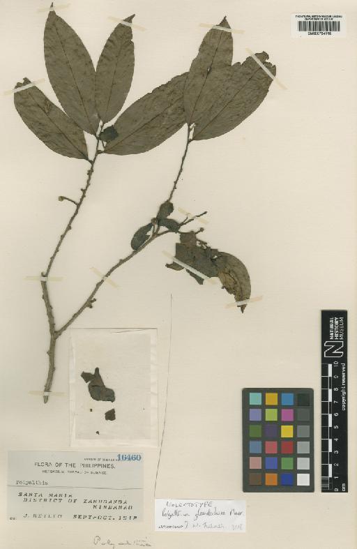 Huberantha rumphii (Blume ex Hensch.) Chaowasku - BM000754115