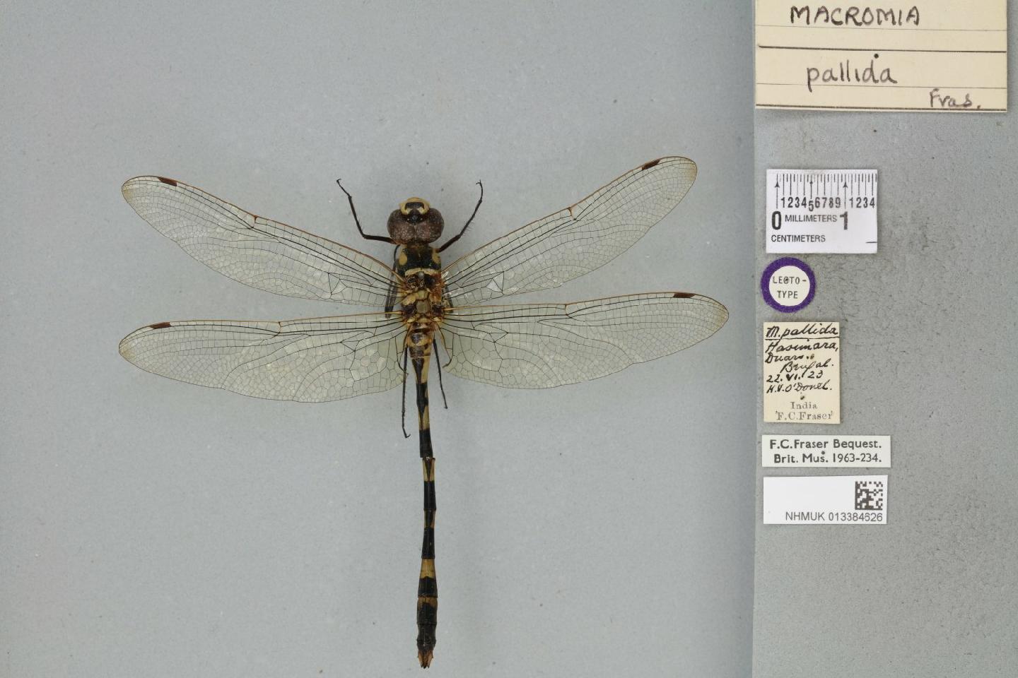 Macromia pallida