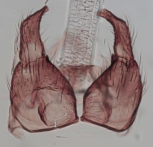 Simulium (Anasolen) masabae Gibbins, 1934 - 010195811_S_A_masabae_Male_ventral plate