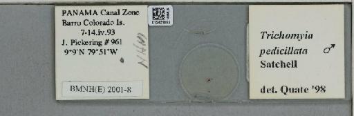 Trichomyia pedicillata Satchell, 1956 - 015421865_811399_1329235_157869_NoStatus