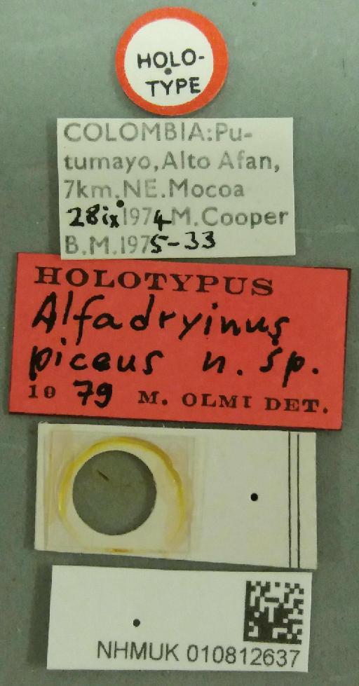 Alphadryinus piceus Olmi, 1984 - 010812637-NHMUK-Alfadryinus_piceus-holotype-labels_and_chela