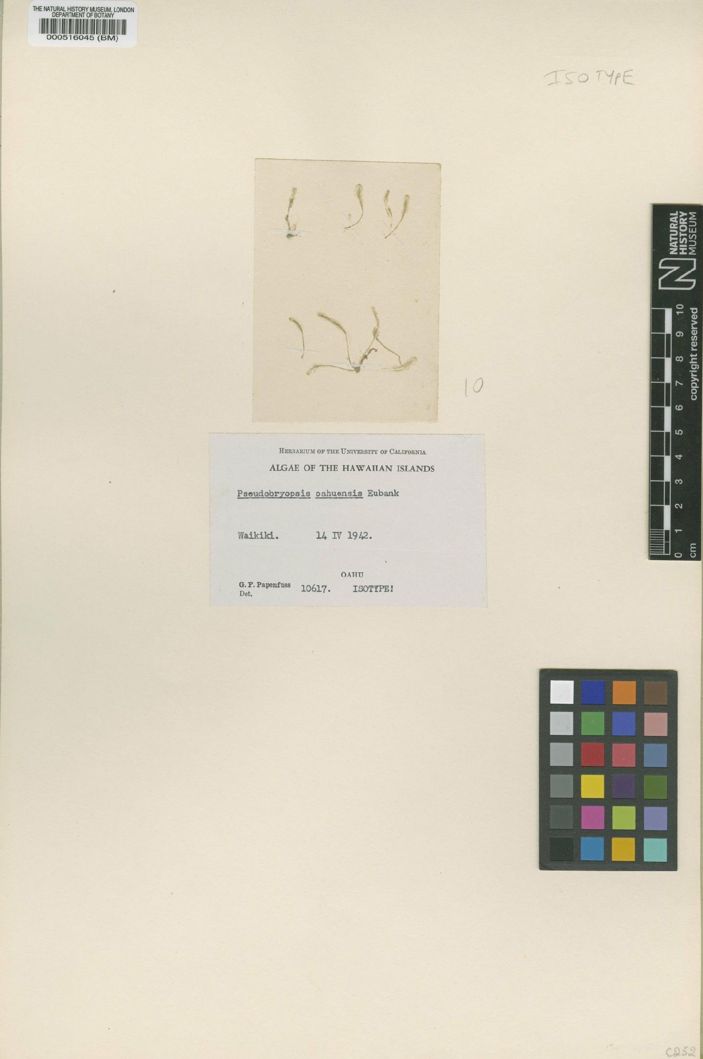 To NHMUK collection (Pseudobryopsis oahuensis Eubank; Isotype; NHMUK:ecatalogue:4830661)