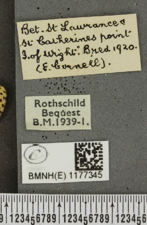 Melitaea cinxia ab. wittei Geest, 1903 - BMNHE_1177345_label_49428