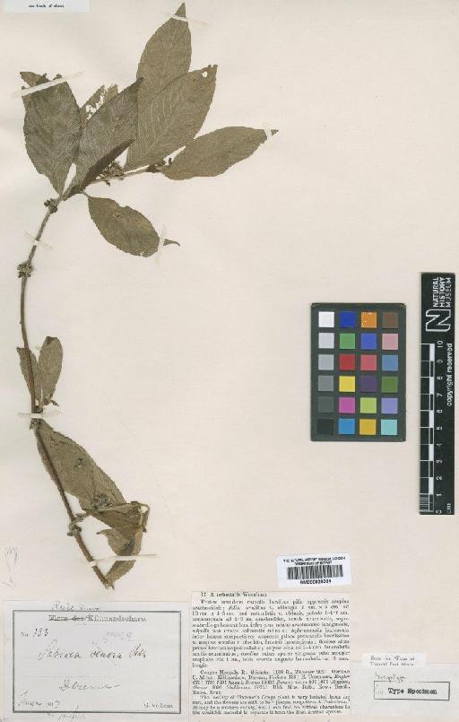 Sabicea orientalis Wernham - BM000820034