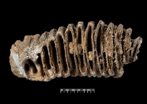 Palaeoloxodon antiquus (Falconer, 1857) - NHMUK PV M 18634_6