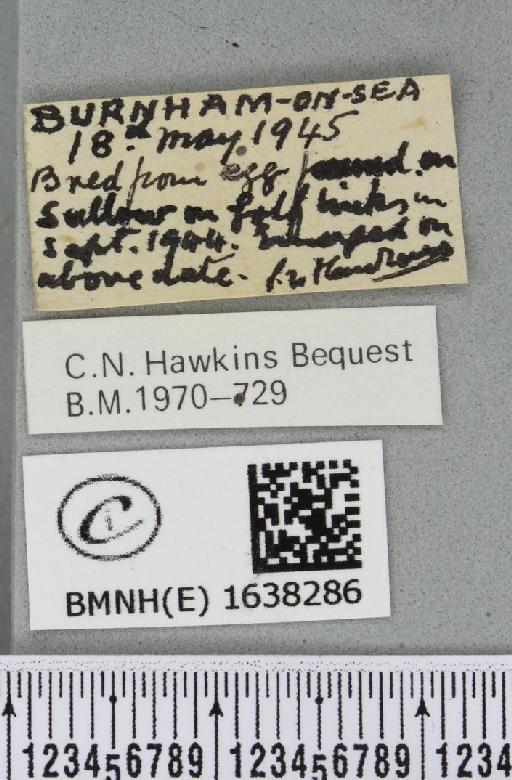 Furcula furcula (Clerck, 1759) - BMNHE_1638286_label_207676