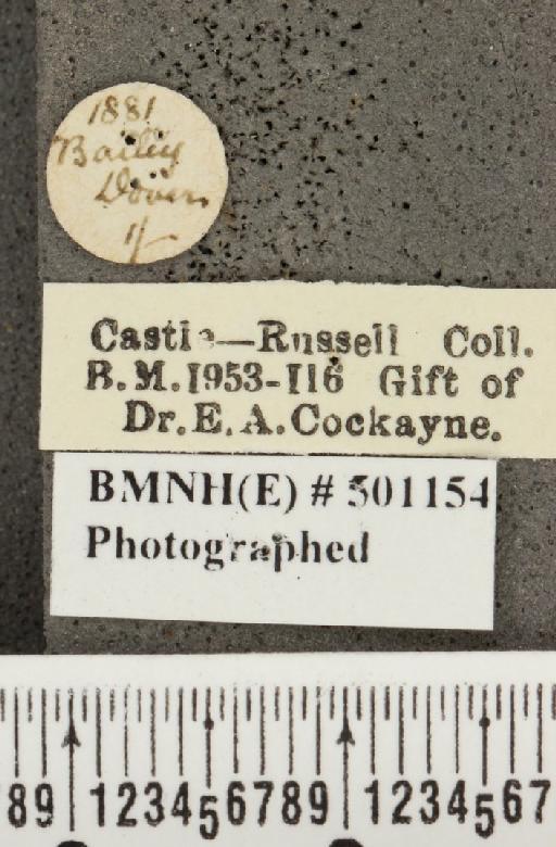Plebejus argus cretaceus ab. angusta-marginata Tutt, 1909 - BMNHE_501154_label_152757