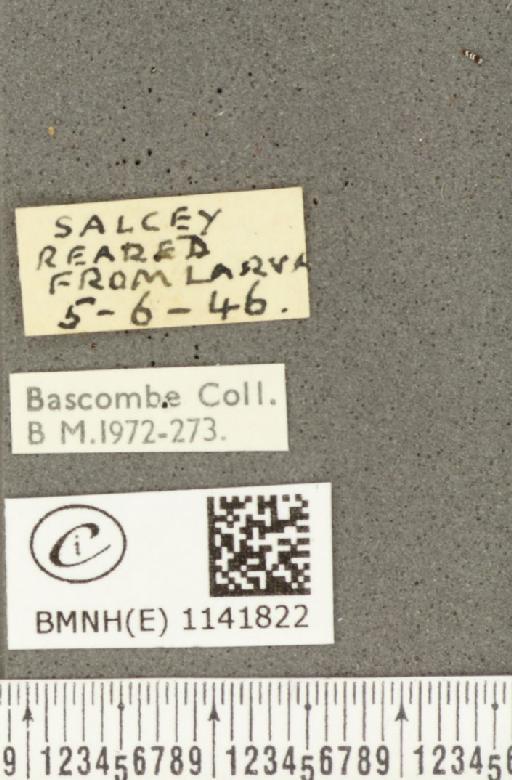 Satyrium pruni (Linnaeus, 1758) - BMNHE_1141822_label_96491