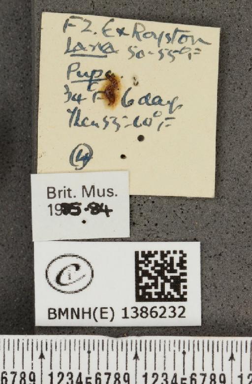 Aricia agestis x artaxerxes - BMNHE_1386232_label_184725