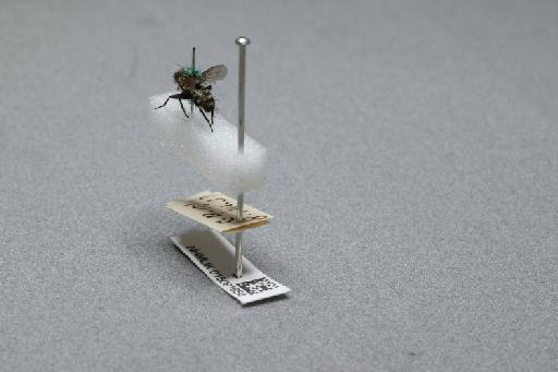 Sarcophaga (Myorhina) nigriventris Meigen, 1826 - 015091654_additional_2