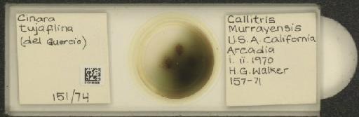 Cinara (Cupressobium) tujafilinus Del Guercio, 1909 - 010180095_112974_1093875