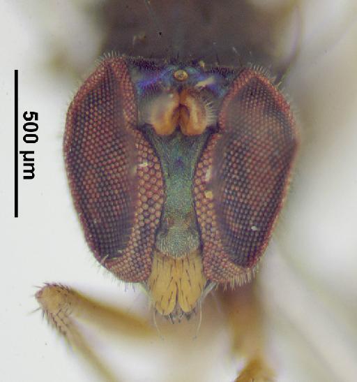 Thinophilus peninsularis Parent, 1935 - Thinophilus_peninsularis-010627790-face_B-63_0x-scale