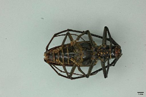 Batocera orpheus Pascoe, 1866 - 014095844_Ventral