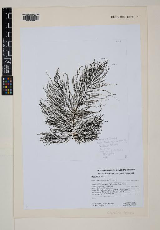Chordaria linearis (Hook.f. & Harv.) Cotton - 000769338