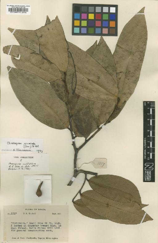 Anaxagorea acuminata (Dunal) A.DC. - BM000546770