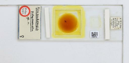 Alluaudomyia polyommata Macfie, 1947 - 014294710_812115_1333997_468060_Type