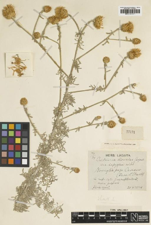 Centaurea alba subsp. diomedea (Gasp.) Dostál - BM001043271