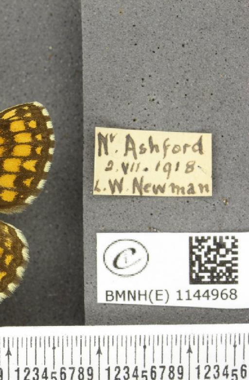 Melitaea athalia (Rottemburg, 1775) - BMNHE_1144968_label_110894