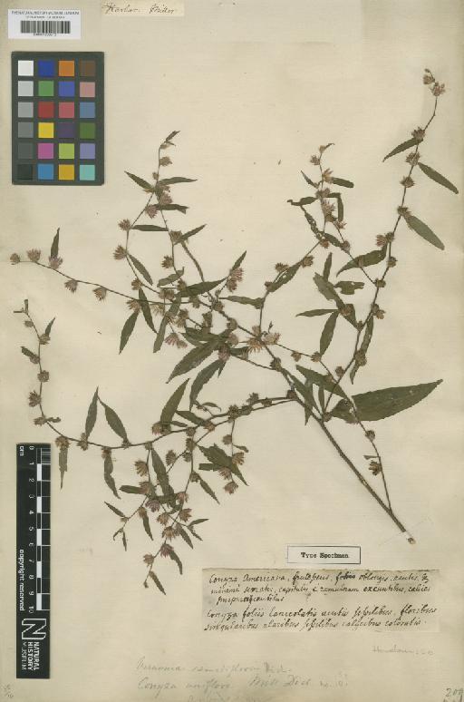 Vernonia remotiflora Rich. - BM001209572