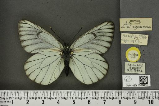 Aporia crataegi (Linnaeus, 1758) - BMNHE_1090005_69800