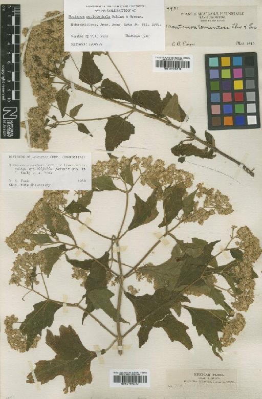 Montanoa tomentosa subsp. xanthiifolia (Sch.Bip. ex K.Koch) V.A.Funk - BM001009516