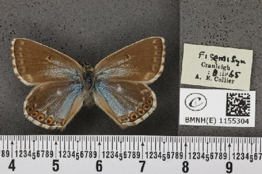 Lysandra coridon ab. semisyngrapha Tutt, 1896 - BMNHE_1155304_106558