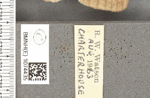 Maniola jurtina insularis ab. cervinus Frohawk, 1934 - BMNHE_1074435_label_41169