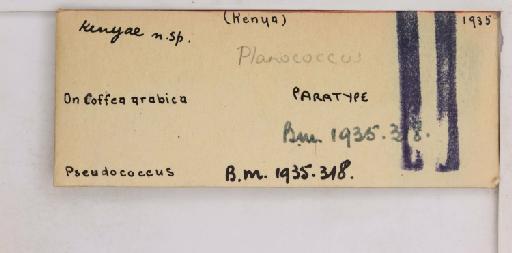 Planococcus kenyae (Le Pelley, 1935) - 010167243_additional