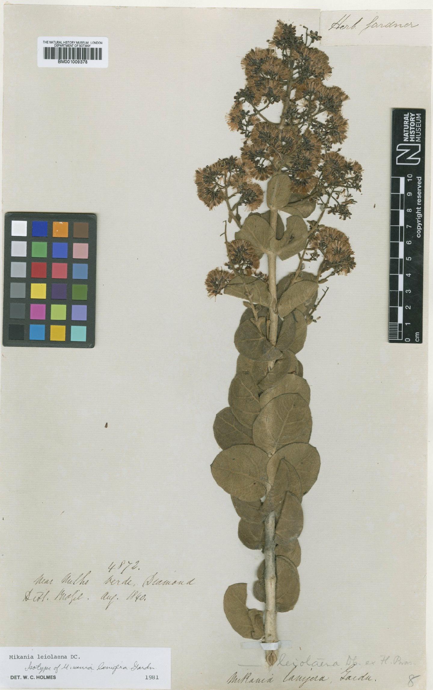 To NHMUK collection (Mikania leiolaena DC.; Isotype; NHMUK:ecatalogue:608423)