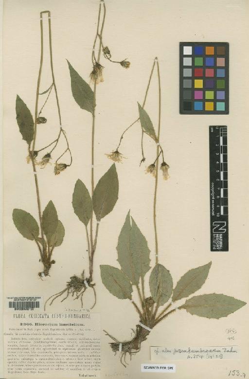 Hieracium praecurrens subsp. lancifolium (Vuk.) Zahn - BM000648197
