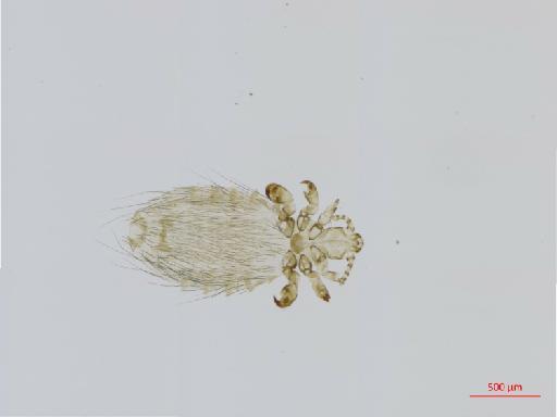 Linognathoides laevisculi Grube, 1851 - 010700390__2017_08_21-Scene-1-ScanRegion0