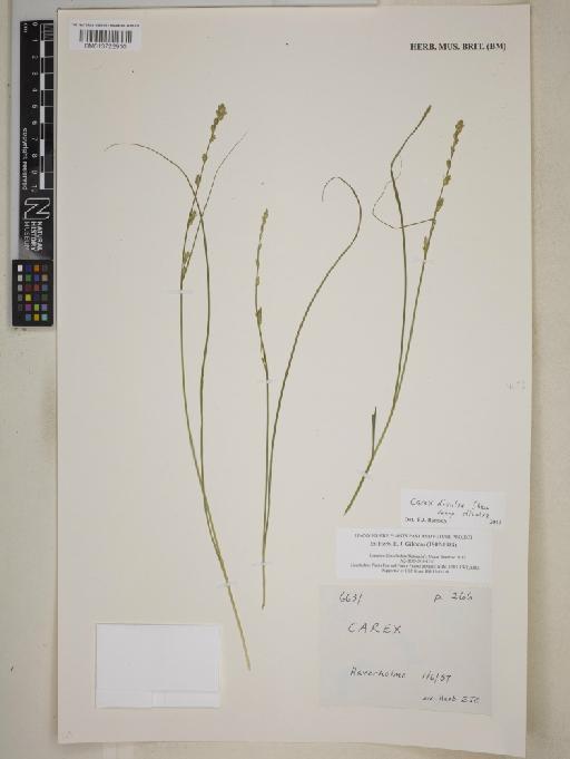 Carex divulsa subsp. divulsa Stokes - BM013722910
