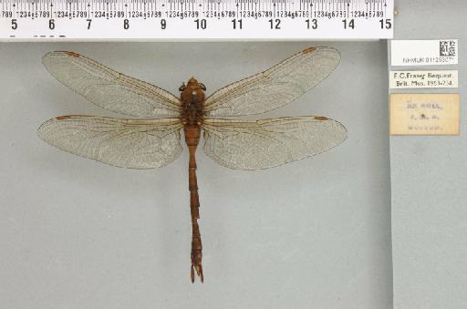 Anaciaeschna jaspidea (Burmeister, 1839) - 011253071__reverse_2