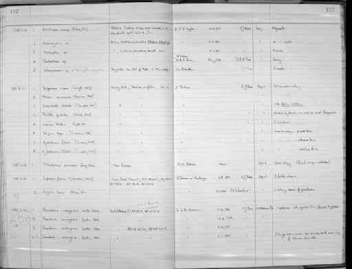 Sanderia malayensis Goette, 1886 - Zoology Accessions Register: Coelenterata: 1981 - 1992: page 137