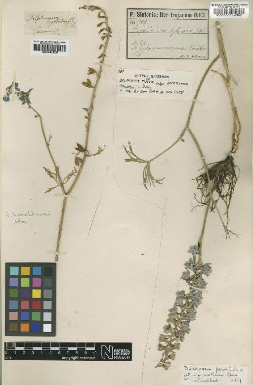 Delphinium fissum subsp. anatolicum Chowdhuri & P.H.Davis - BM000565671