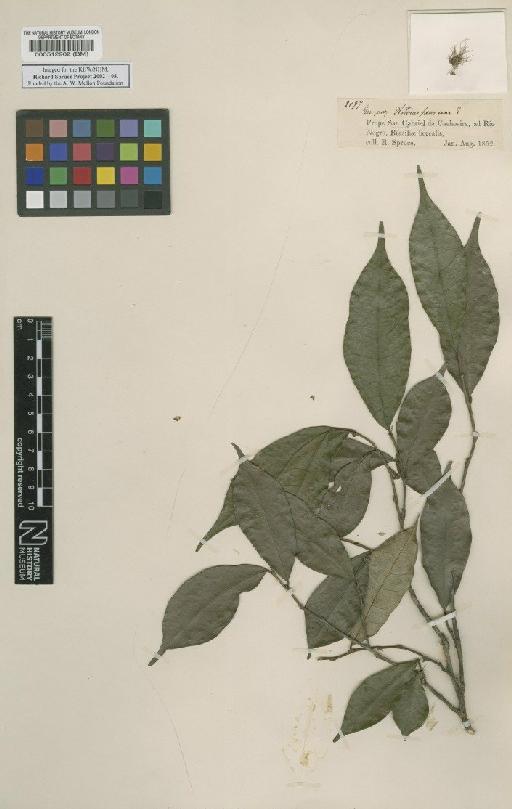 Helianthostylis sprucei Baill - BM000512902