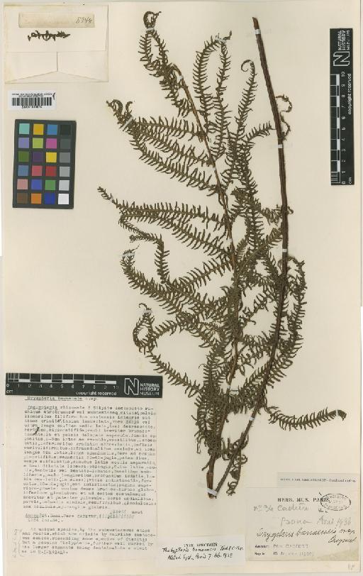 Macrothelypteris banaensis (Tardieu & C.Chr.) comb. ined. - BM001044510