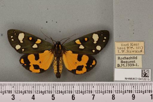 Callimorpha dominula Staudinger, 1861 - NHMUK_010412015_521948