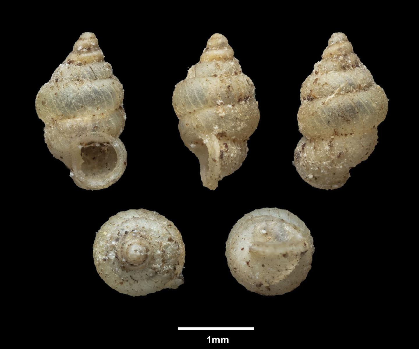 To NHMUK collection (Diplommatina oligopleuris W. T. Blanford, 1868; NHMUK:ecatalogue:9402165)