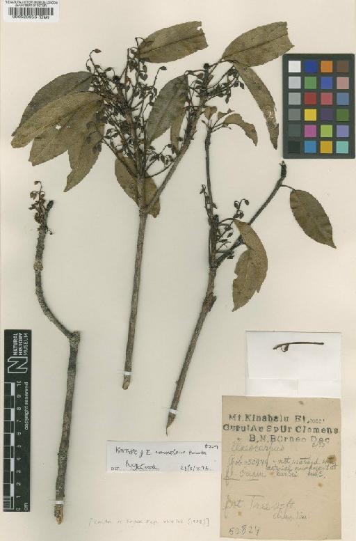 Elaeocarpus conoideus R.Knuth - BM000528955