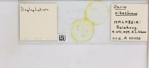 Diclidophlebia durio Heslop-Harrison, 1952 - 013481699_117188_510191_828698