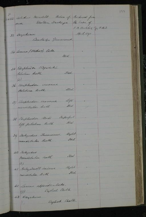 Edaphodon crassus infraphylum Gnathostomata Newton, 1878 - NHM-UK_P_DF118_03_09_0393